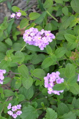 Lantana