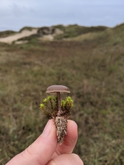 Clitocybe barbularum
