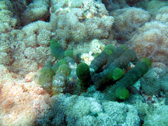 Tydemania expeditionis