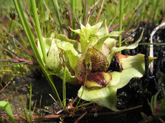 Satyrium pumilum