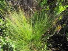 Schoenus gracillimus