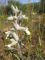 Stachys rugosa