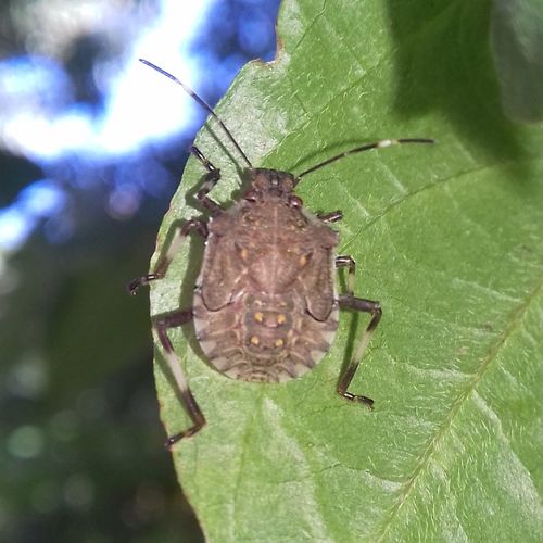 Brown Marmorated Stink Bug