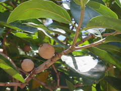 Atractocarpus sessilis