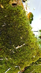 Bryophyta