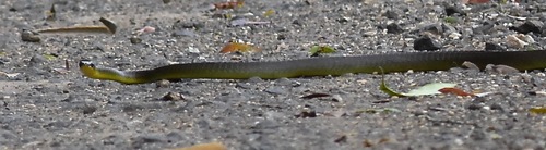 Common Tree Snake sighting