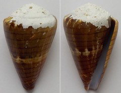 Conus namocanus