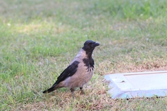 Corvus cornix