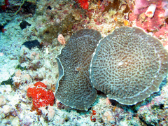 Amplexidiscus fenestrafer