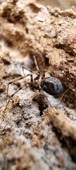 Linyphiidae