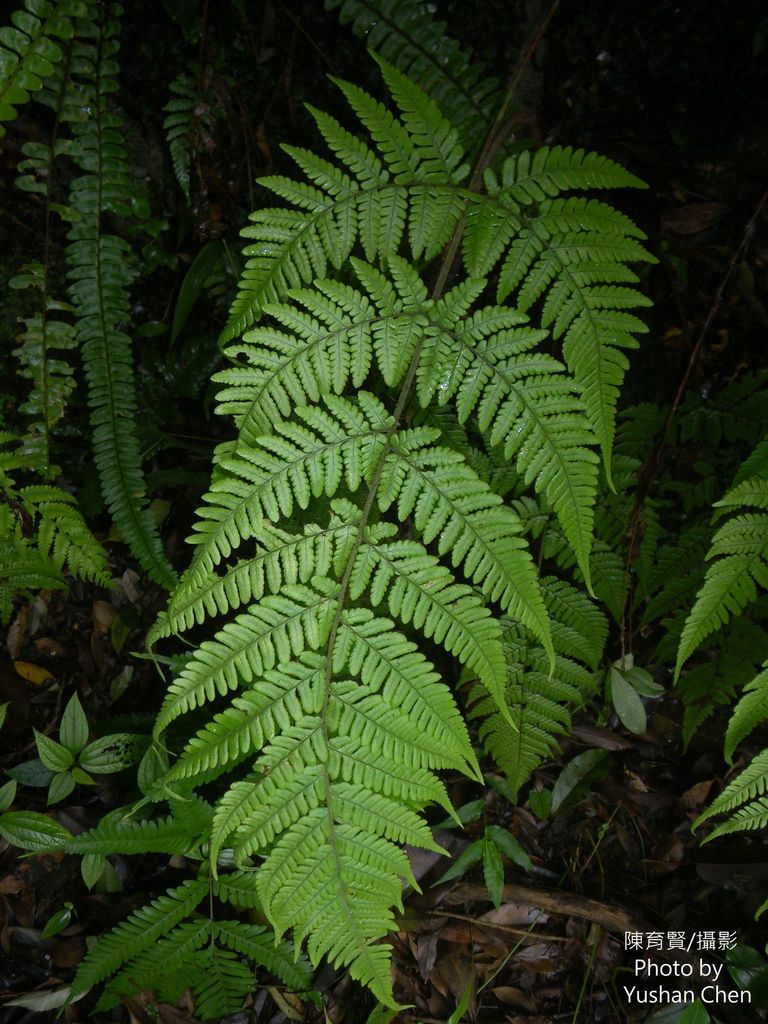 Ctenitis eatonii (Ctenitis eatonii)