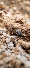 Linyphiidae