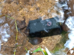 Leptobrachium hendricksoni
