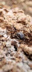 Linyphiidae