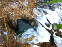 Leptobrachium hendricksoni