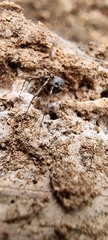 Linyphiidae
