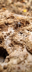 Linyphiidae
