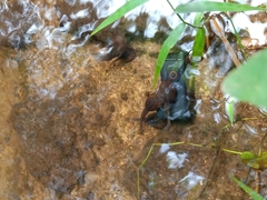 Leptobrachium hendricksoni