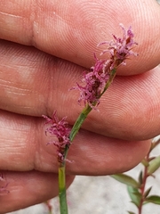 Eurychorda complanata