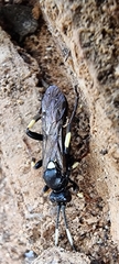Coelichneumon