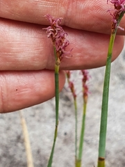 Eurychorda complanata