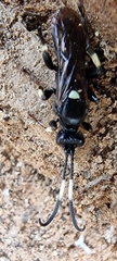 Coelichneumon