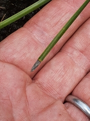 Eurychorda complanata