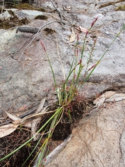 Eurychorda complanata