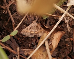 Acantholipes