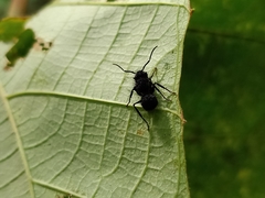 Echinopla melanarctos