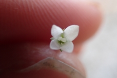 Wahlenbergia preissii