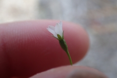 Wahlenbergia preissii