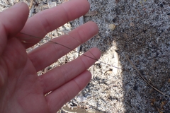 Wahlenbergia preissii