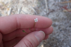 Wahlenbergia preissii