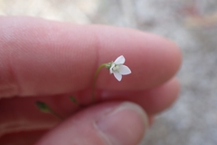 Wahlenbergia preissii