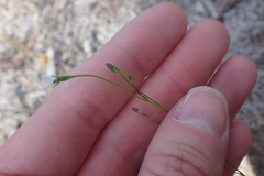 Wahlenbergia preissii