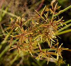 Cyperus dactylotes