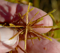 Cyperus dactylotes