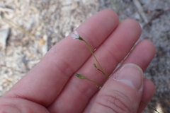 Wahlenbergia preissii