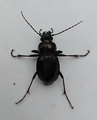 Carabus lusitanicus
