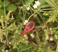 Probergrothius varicornis