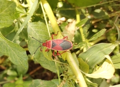 Probergrothius varicornis