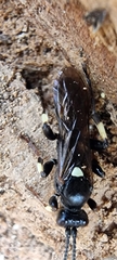 Coelichneumon