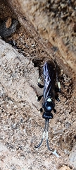 Coelichneumon
