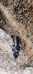 Coelichneumon
