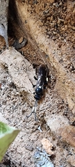 Coelichneumon