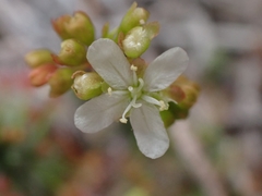 Drosera micrantha
