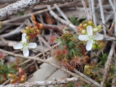 Drosera micrantha