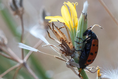 Hycleus duodecimpunctatus