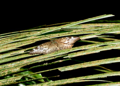 Adoliadini